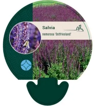 Staudsalvia