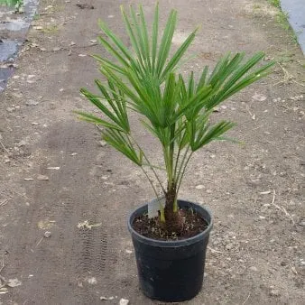 Hampfläktpalm
